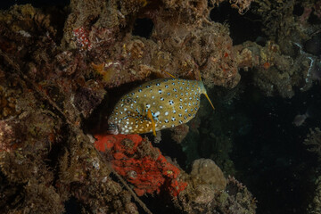 Fish swimming in the Red Sea, colorful fish, Eilat Israel
