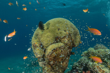 Coral reef and water plants in the Red Sea, Eilat Israel
