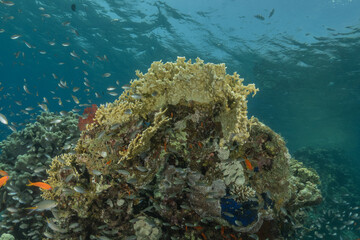 Coral reef and water plants in the Red Sea, Eilat Israel
