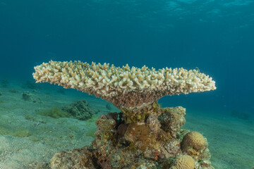 Coral reef and water plants in the Red Sea, Eilat Israel
