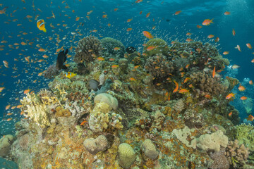 Coral reef and water plants in the Red Sea, Eilat Israel
