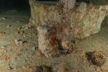 Octopus king of camouflage in the Red Sea, Eilat Israel 
