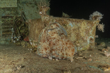 Octopus king of camouflage in the Red Sea, Eilat Israel 
