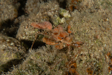 Crab in the Red Sea Colorful and beautiful, Eilat Israel