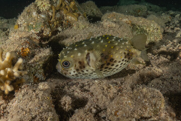 Fish swimming in the Red Sea, colorful fish, Eilat Israel
