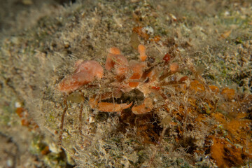 Crab in the Red Sea Colorful and beautiful, Eilat Israel