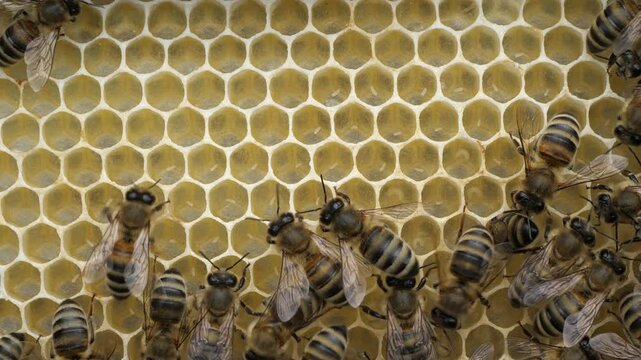 Eggs and larvae in honeycombs.  Beginning of the season. Harmonious development of the bee colony.
