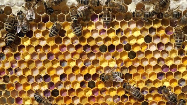 Close up pollen in honeycombs.  
The color of pollen depends on how it is taken from the flowers.