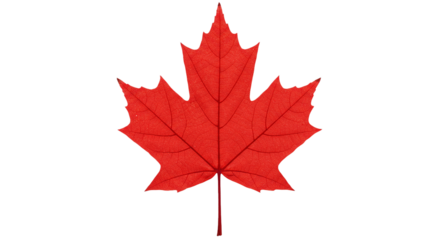 Red maple leaf canada symbol patriotic canadian flag national emblem nature autumn fall season icon 100 on transparent background