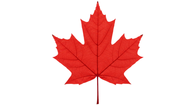 Red maple leaf canada symbol patriotic canadian flag national emblem nature autumn fall season icon 100 on transparent background