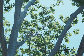 egrets on the tree