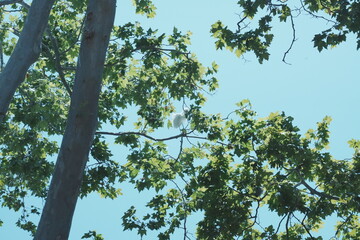 egrets on the tree