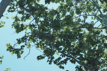 egrets on the tree
