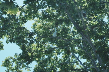 egrets on the tree