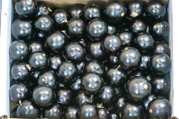 Beautiful and juicy ripe jabuticaba fruits in fine detail