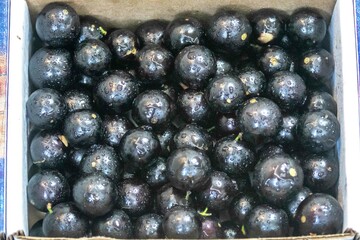 Beautiful and juicy ripe jabuticaba fruits in fine detail