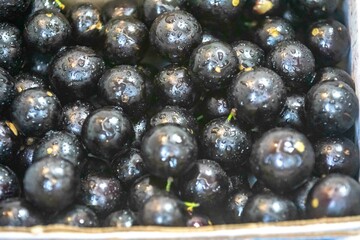 Beautiful and juicy ripe jabuticaba fruits in fine detail