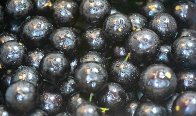 Beautiful and juicy ripe jabuticaba fruits in fine detail