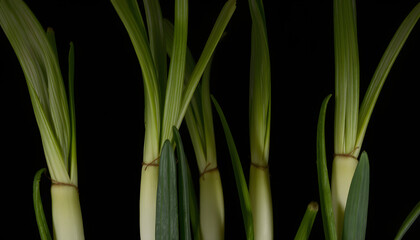 Obraz premium Solitary Leeks' haunting ambiance, dramatic. isolated with white highlights