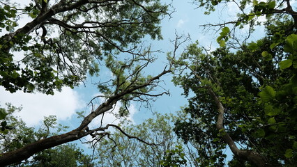 tree branches against blue sky