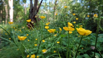 Buttercups in the woods