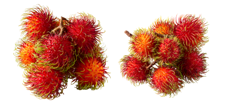 Two clusters of vibrant red and orange rambutans, isolated on transparent background, showcase their spiky, hairy textures