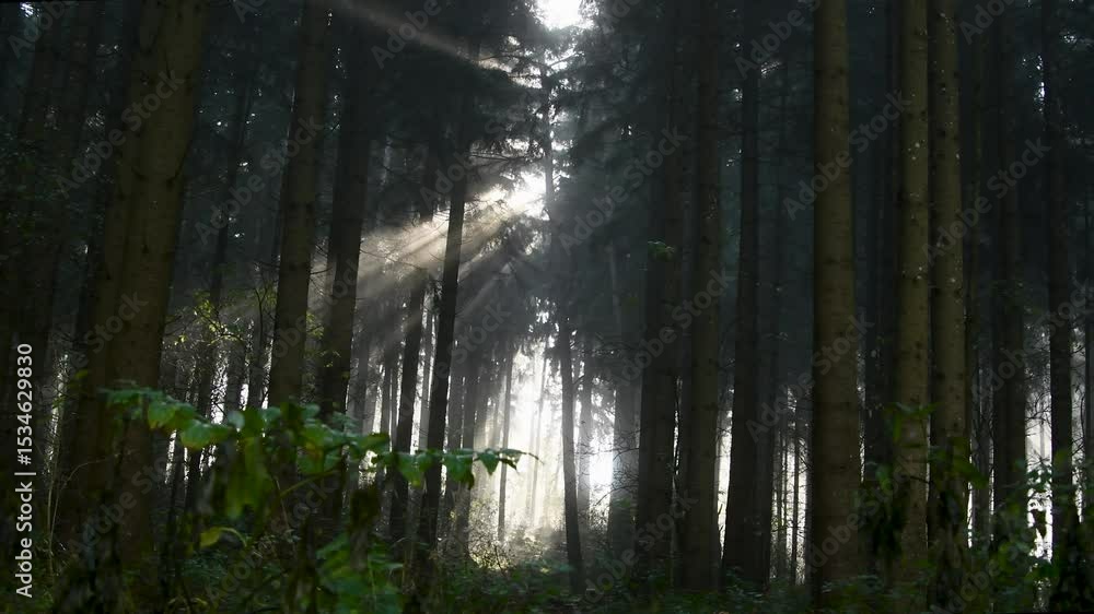 Poster sunlight pierces through tall trees in a misty forest creating a mystical atmosphere at dawn
