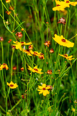 Sunflower on blurry green grass background