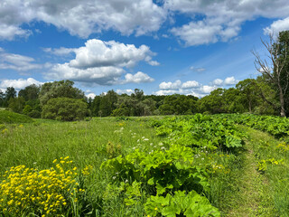 Summer landscape. Thickets of hogweed along the road.