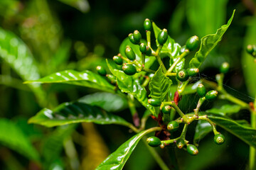 Psychotria Nervosa wild coffee plant