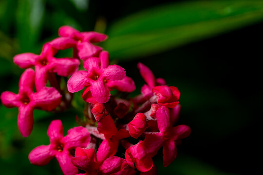 lxora coccinea flower on green shrub background
