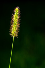 Background closeup photo Setaria Pumila grass