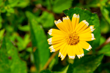 Sphagneticola Trilobata flower on blurry green background lit with flash