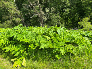 Summer landscape. Thickets of hogweed along the road.