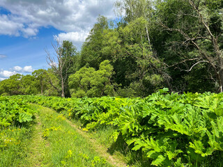 Summer landscape. Thickets of hogweed along the road.