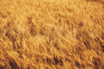 Background of a wheat field with a lot of beautiful yellow ears