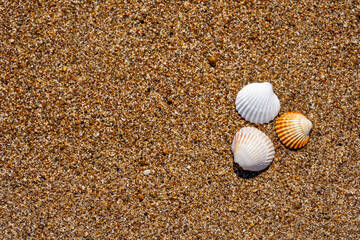 Seashells on the sand at the beach