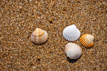 Seashells on the sand at the beach