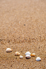 Seashells on the sand at the beach
