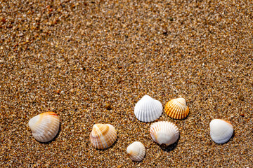 Seashells on the sand at the beach