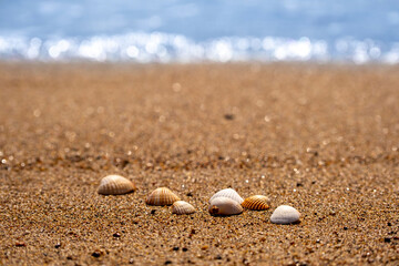 Seashells on the sand at the beach
