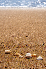 Seashells on the sand at the beach