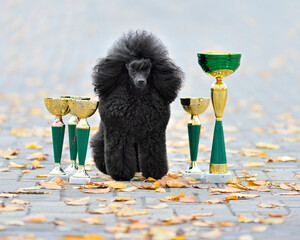 Beautiful black toy poodle with champion cups