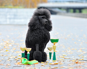 Beautiful black standard poodle with champion cups