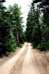 dirt road in the piney woods