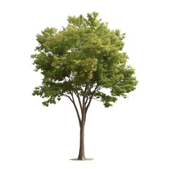 Obraz premium green leaf maple tree isolated on white and transparent background spring and summer autumn season 