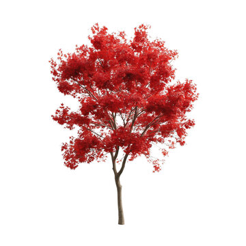 japanese maple tree On isolated white or transparent background autumn season 