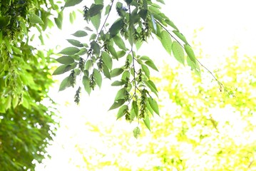 Chonowski's hornbeam Strobiles. Betulaceae deciduous tree. After flowering the bracts droop and become strobiles, and the seeds are at the base of the bracts.