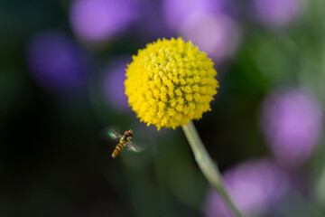 Pycnosorus Globosus Chrysanthus, Billy Buttons Seed, Outdoor Yellow Circle Ball Flowers