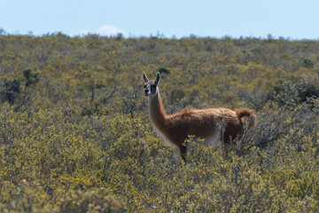 Guanaco en la estepa patagonica, Argentina.